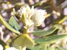 Phylica buxifolia leaves up close